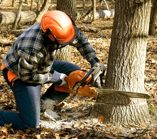 Tree Removal in Bethlehem, NH